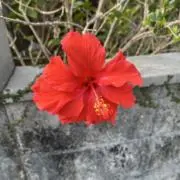 丸福の画像
