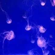 シミーの画像