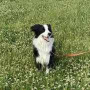 あいの画像