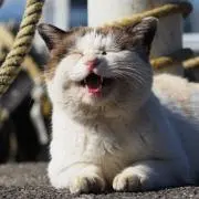SIMAの画像