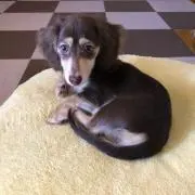 さんご