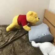 さちぷーの画像