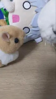 んぱの画像