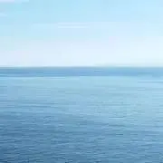 アボカドの画像