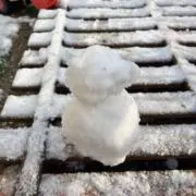 沙羅の画像