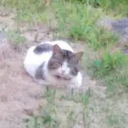 ふみふみの画像