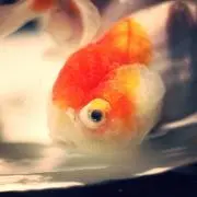 ひろカリ【即購入OK】の画像