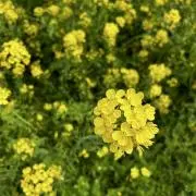 こ