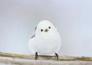 シミタツ