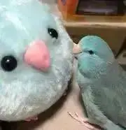アオスケの画像