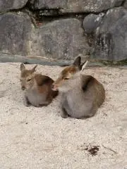 ぐーうの画像