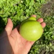 やまと