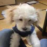 ピノコ（プロフィール見て下さい。）