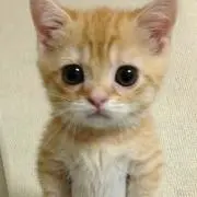 としの画像
