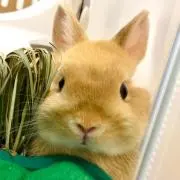 てりーわんの画像