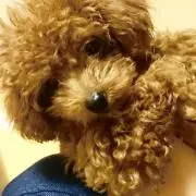 ぴのこの画像