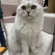 りんちゃんの画像
