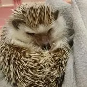 たこたこの画像