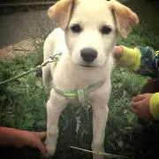 アヤパン