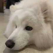 はるくの画像
