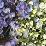 MAMEの画像