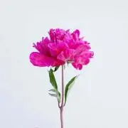 ぎょうざ