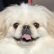 Moiの画像