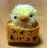 まめこの画像