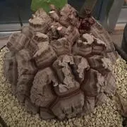 HYMの画像