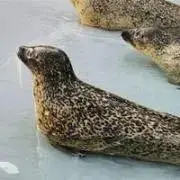 すいの画像
