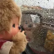 かもの画像