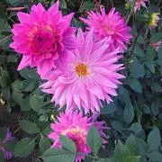 ちゃぴーの画像
