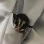 たず