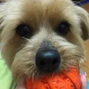 さりー