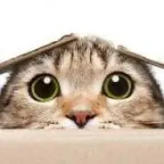 れいの画像