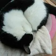 こんぶの画像