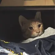 タララの画像