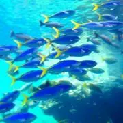 エムの画像