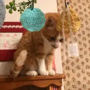 ミーシャ ❁⃘*.゜