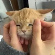 華恋の画像