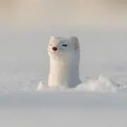 ocoの画像