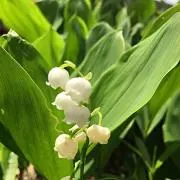 かず