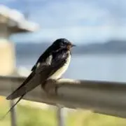ゆうの画像