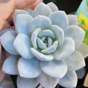 pocoの画像