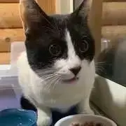 あいる