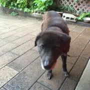 りんこ