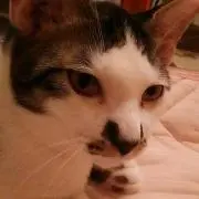 ひいの画像