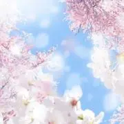 chiiの画像