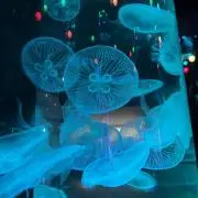 くらげの画像