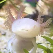 やどかりの画像